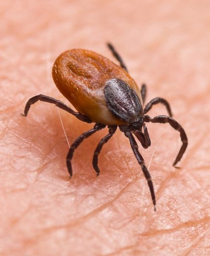 Tick Tick on skin